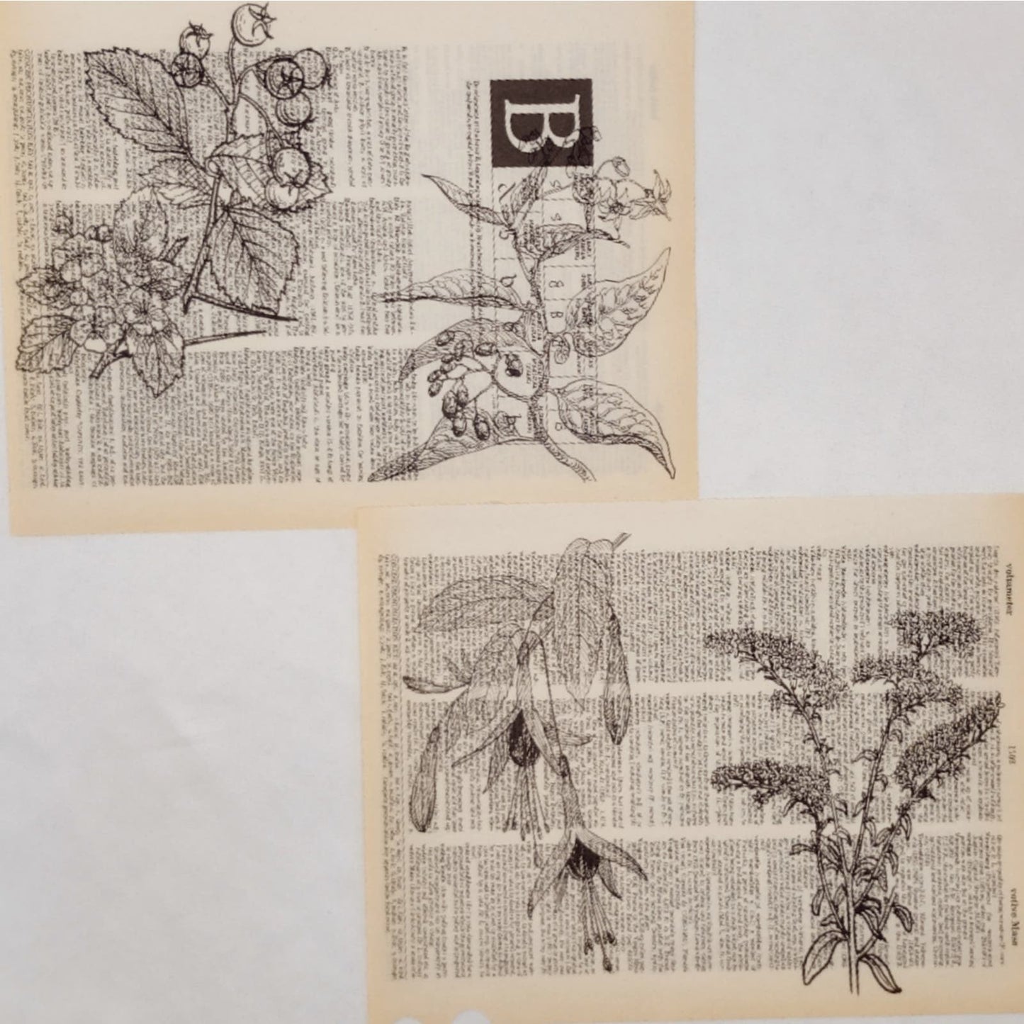 Flower Dictionary Prints 3, Black and White Flower Prints, Book Page Prints