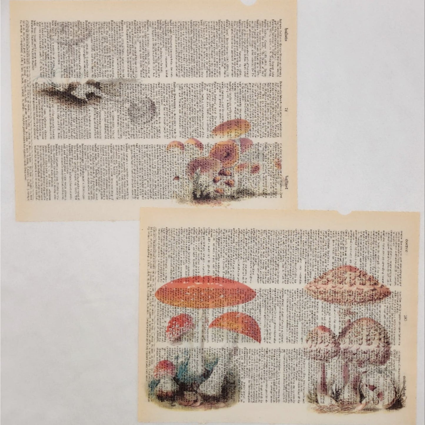 Mushroom Dictionary Prints 4, Colorful Mushroom Prints, Book Page Prints