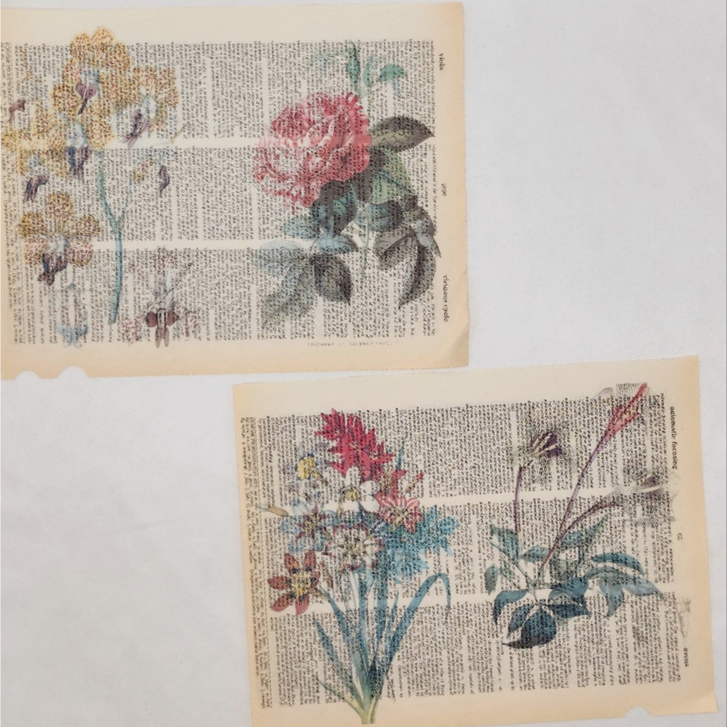 Flower Dictionary Prints 2, Colorful Floral Prints, Book Page Prints