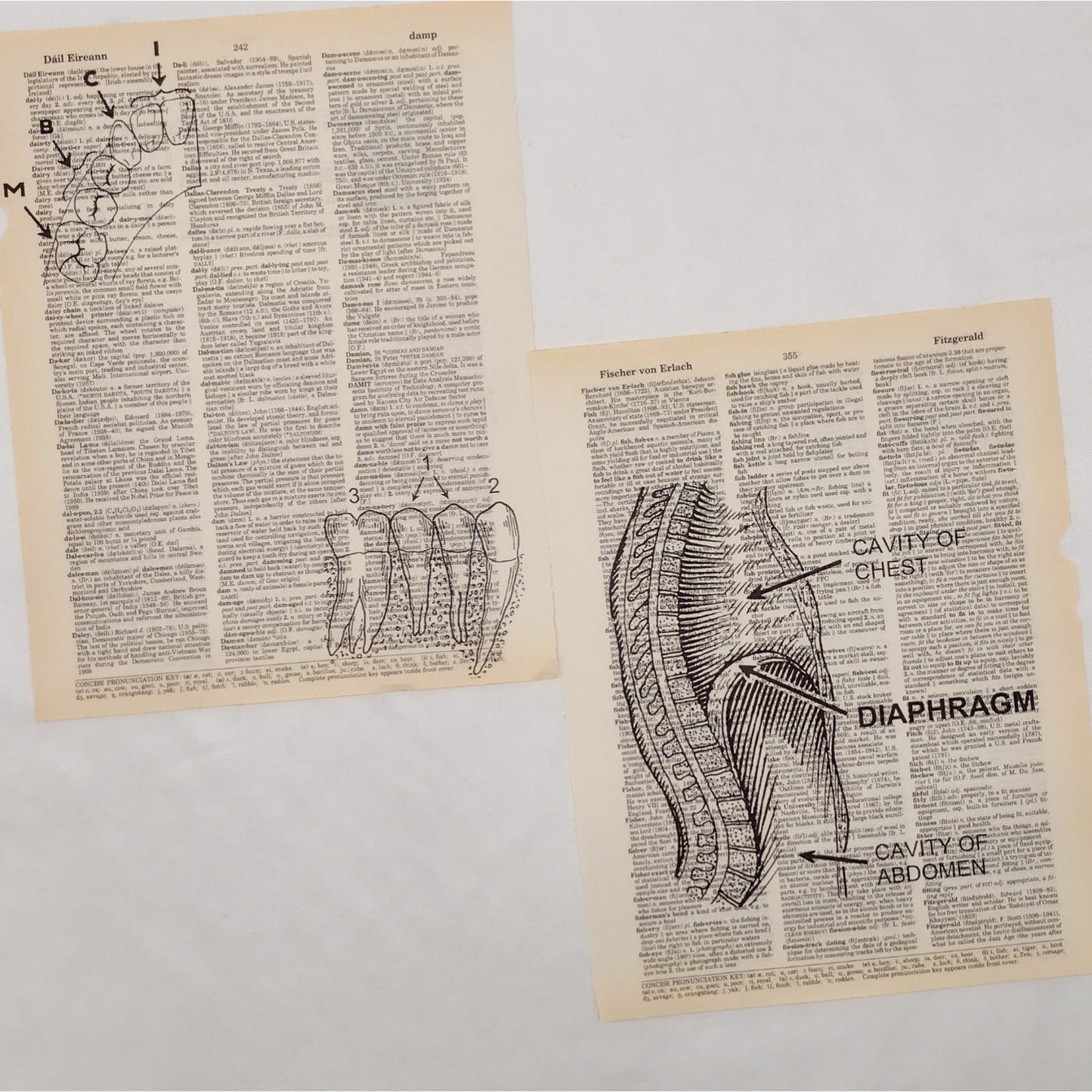 Anatomy Dictionary Prints 2, Colorful Anatomy Prints, Book Page Prints