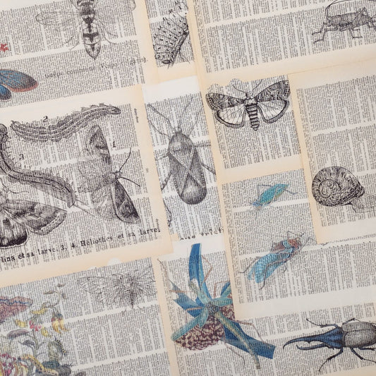 Insect Dictionary Prints, Colorful Bug Prints, Book Page Prints