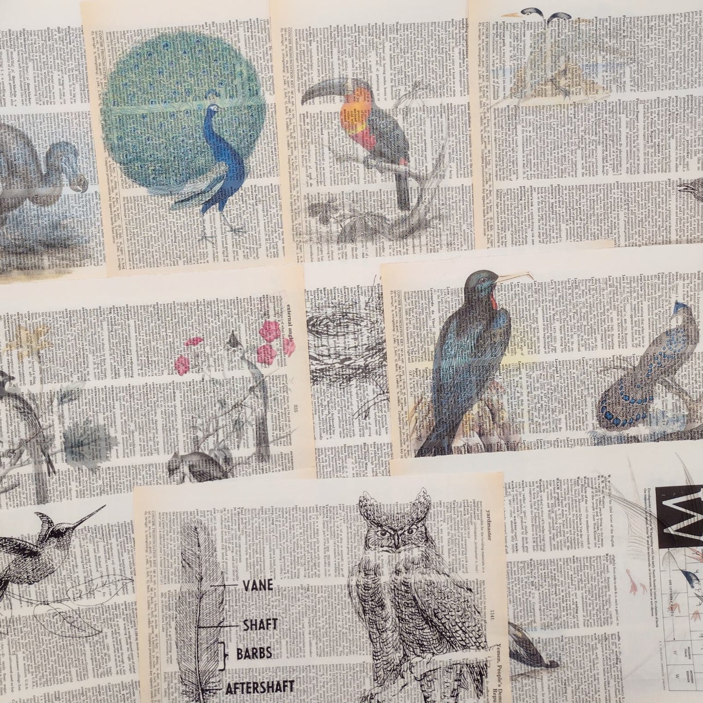 Bird Dictionary Prints 2, Colorful Bird Prints, Book Page Prints