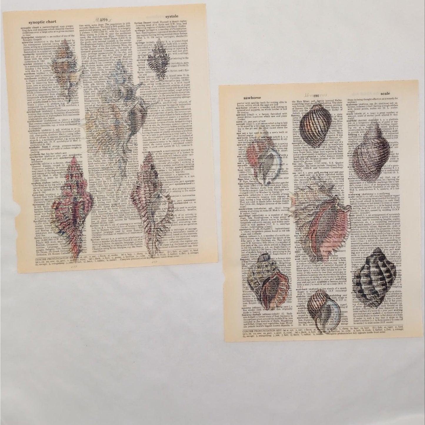 Seashells and Squids Dictionary Prints, Colorful Sea Prints, Book Page Prints